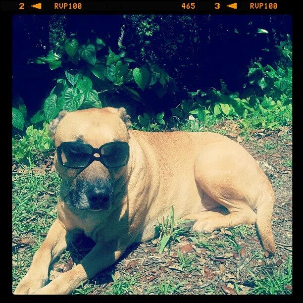 Pitbull Photograph - This Dog Out Cools You! #dog #pitbull by Kensta Lopez