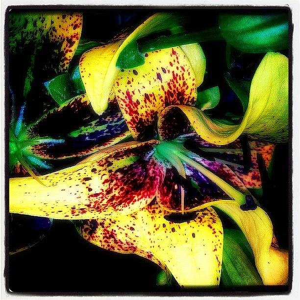 Summer Photograph - This Flower Is A Work Of Art And Its by Alicia Greene