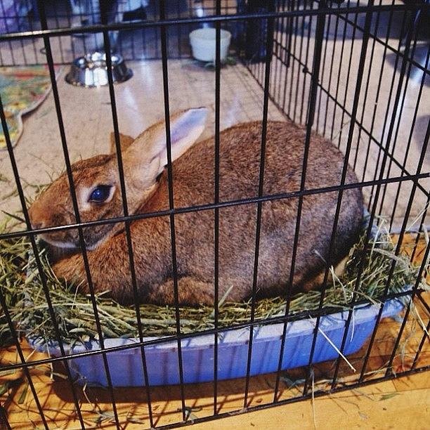 Rabbit Photograph - This Guy Weighs 11 Pounds! Hes Nearly by RaShonda Williams