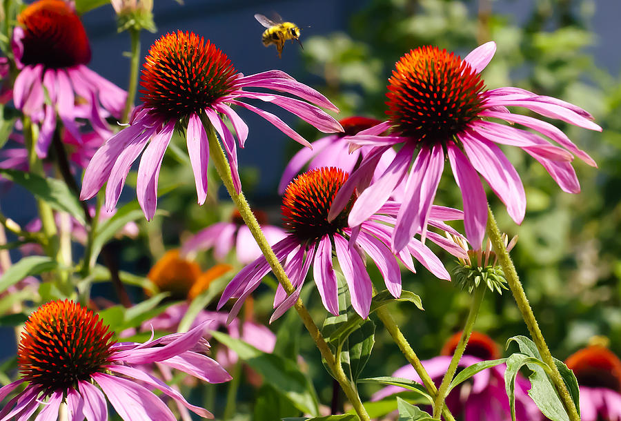 Nature Photograph - This is British Columbia No.59 - Cone Flowers in Their Prime by Paul W Sharpe Aka Wizard of Wonders