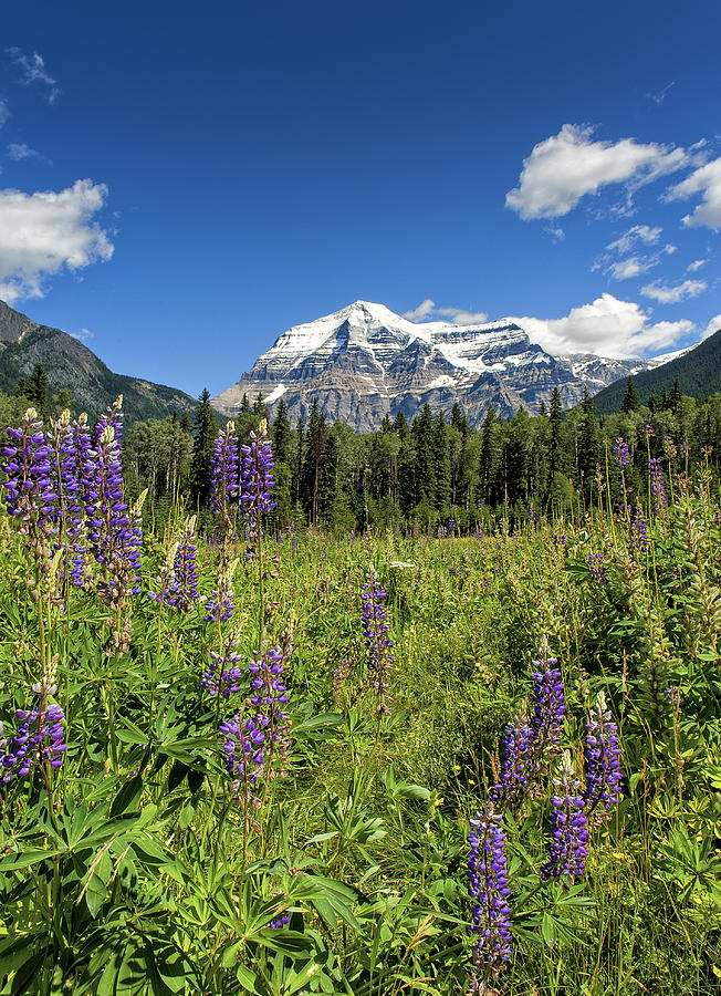 This is British Columbia No.70 - Summer at Mount Robson Photograph by ...