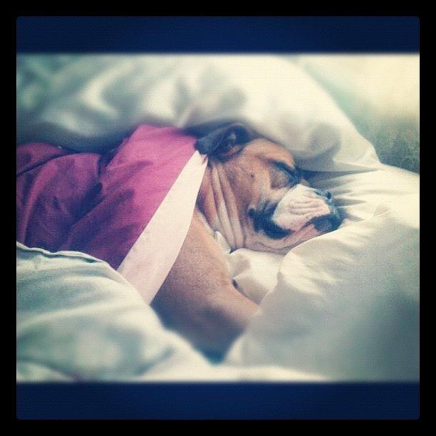 This Is How Dodger Sleeps When She Is Photograph by Brittany Ryburn