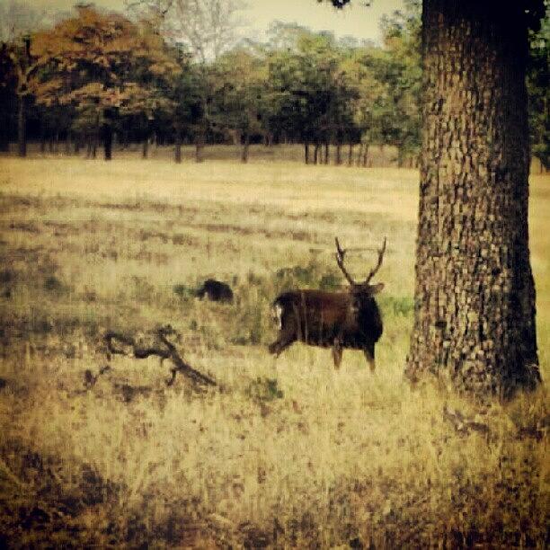 Wildlife Photograph - This Is Like The Only Buck We Saw All by Alien Alice