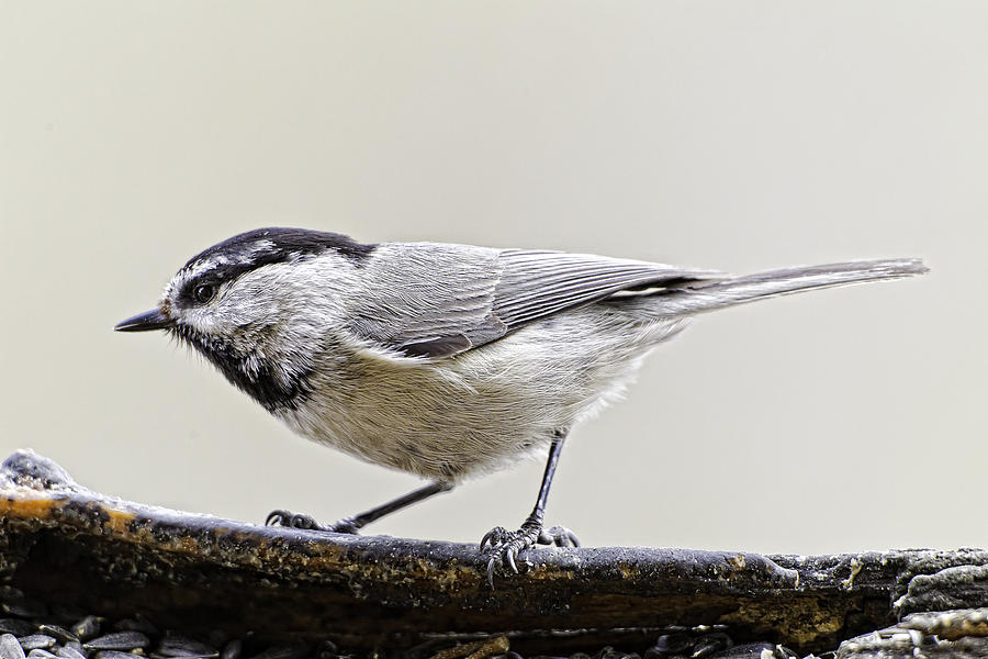 This is my best side Mountain Chickadee Photograph by Fred J Lord