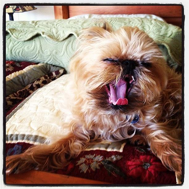 Griffon Photograph - This Is My Big Scary Yawn Face. #yawn by Caitlin Schmitt