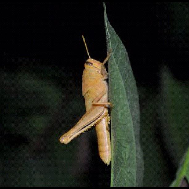Grasshopper Photograph - This Is My Fav Pic Ive Done by Mary  Hudgensrobles