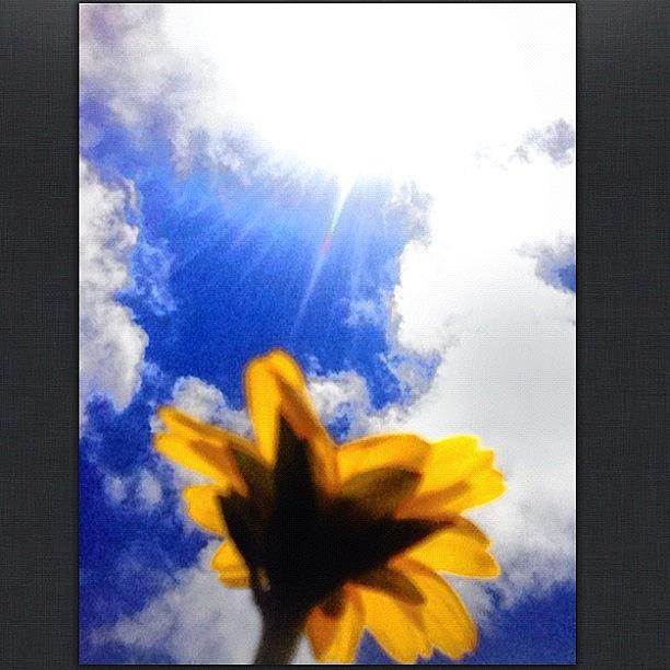 Summer Photograph - This Is One Of Those Mini Sunflowers U by Yzza Sebastian
