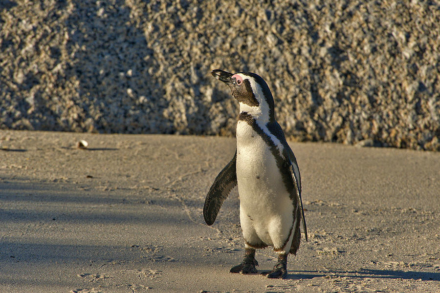 This is South Africa No.  2 - African Penguin Walking on the Bea Photograph by Paul W Sharpe Aka Wizard of Wonders