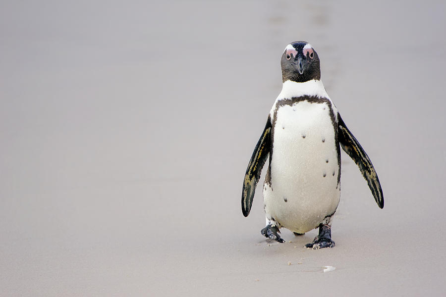 Penguin Photograph - This is South Africa No.  3 - African Penguin Walderling on the  by Paul W Sharpe Aka Wizard of Wonders