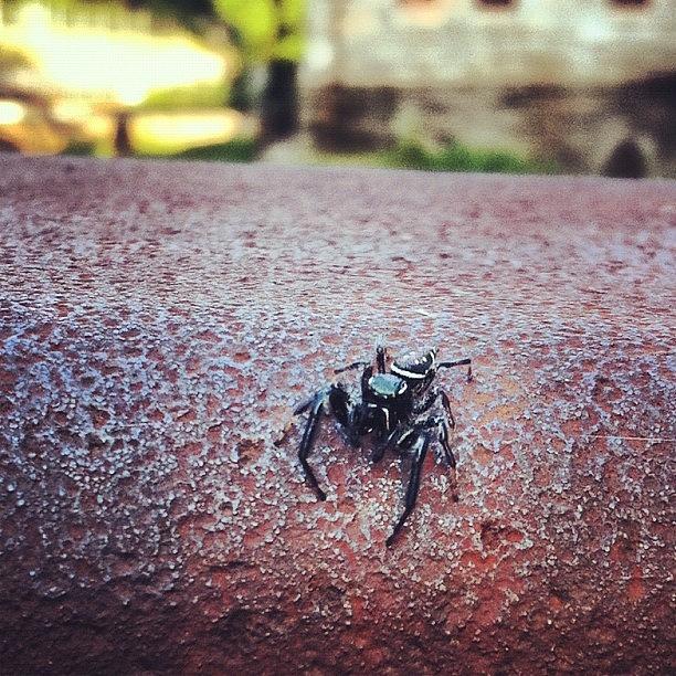 Spider Photograph - This Lil Guy Was Posturing. Looking For by Clifford Drake