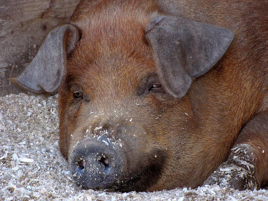 This Little Piggy Took a Nap Photograph by Lori Lafargue