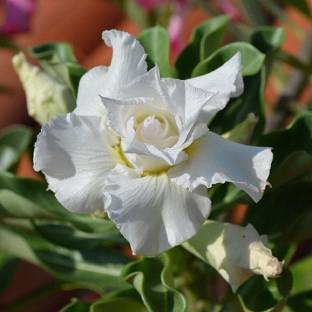 This New Triple Petal Adenium Is Photograph by Simeao Veras