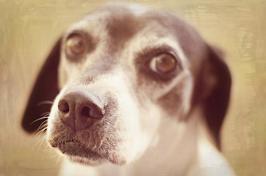 Dog Photograph - This Nose Knows by Southern Tradition