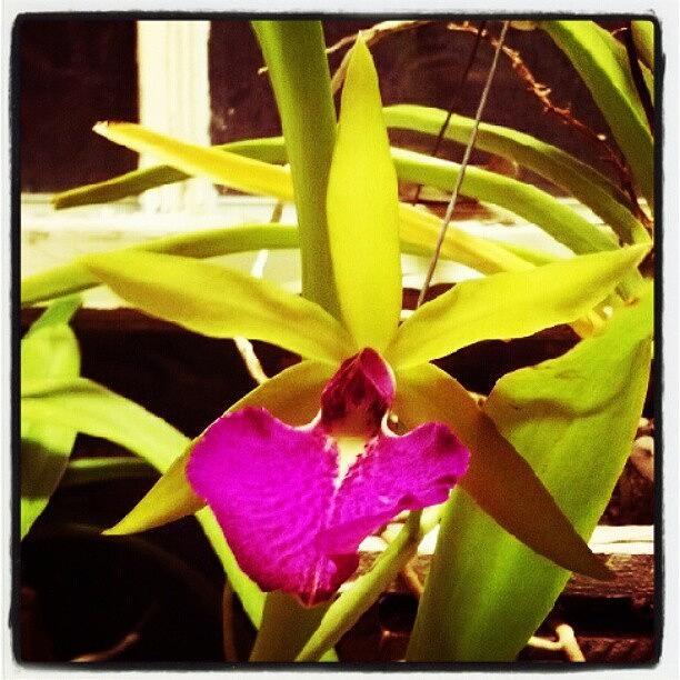This Orchid Surprised Me! I Didnt Photograph by Natalia D