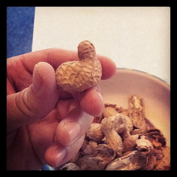 This Peanut Looks Like A Kidney!!!!!! Photograph by Daniel Rosales