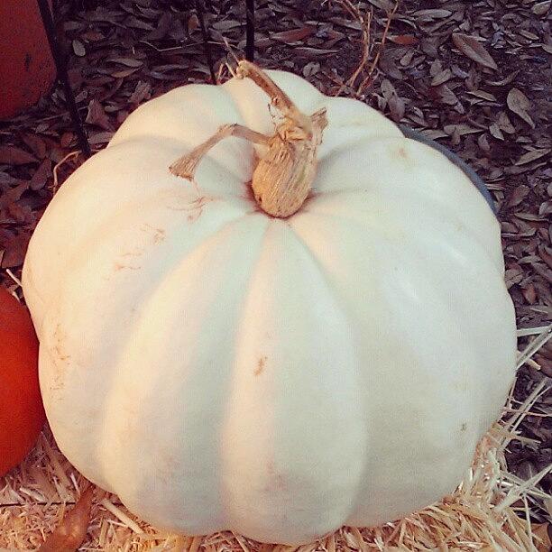 This Pumpkin Was Scared White, More Of Photograph by Sharon Wasson