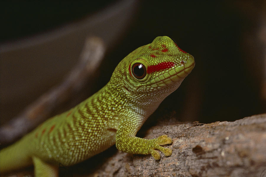 This Rare Madagascar Gecko Was Bred Photograph by Bates Littlehales