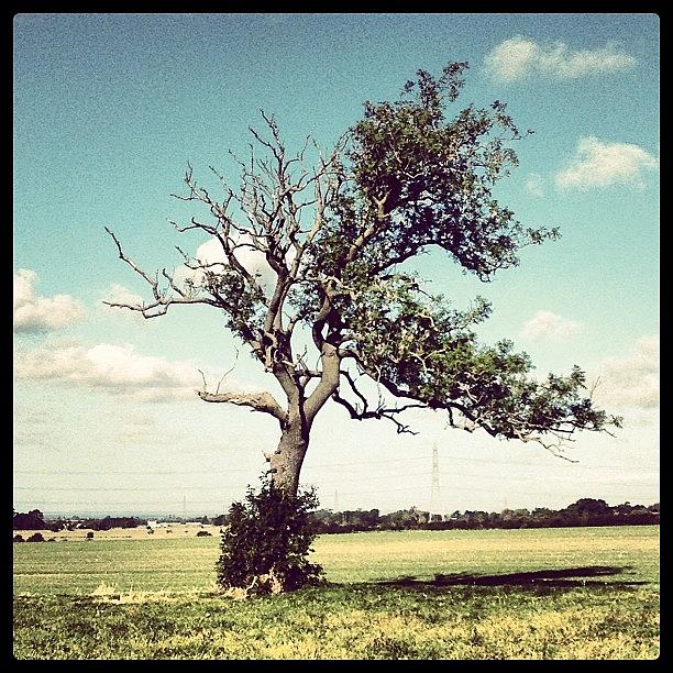 Summer Photograph - This Stood Out On My Run This Morning by Paul Taylor