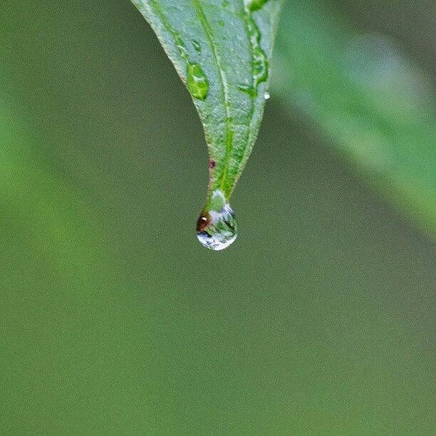 Macro Photograph - This Was After The Slight Thunderstorm by Peter Elliott
