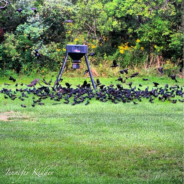 Nature Seekers Photograph - This Was Like A Scene From The Birds! by Jennifer K