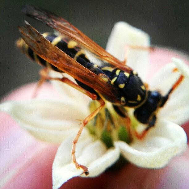 This Wasp Looked Injured Or Sick. It Photograph by Nate Doran