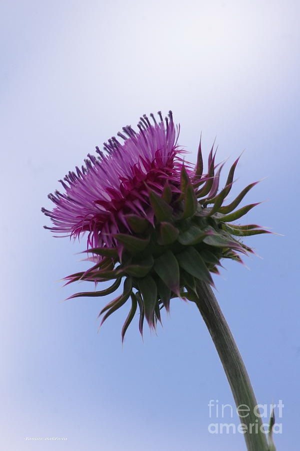Thistle 1 Photograph by Tannis  Baldwin