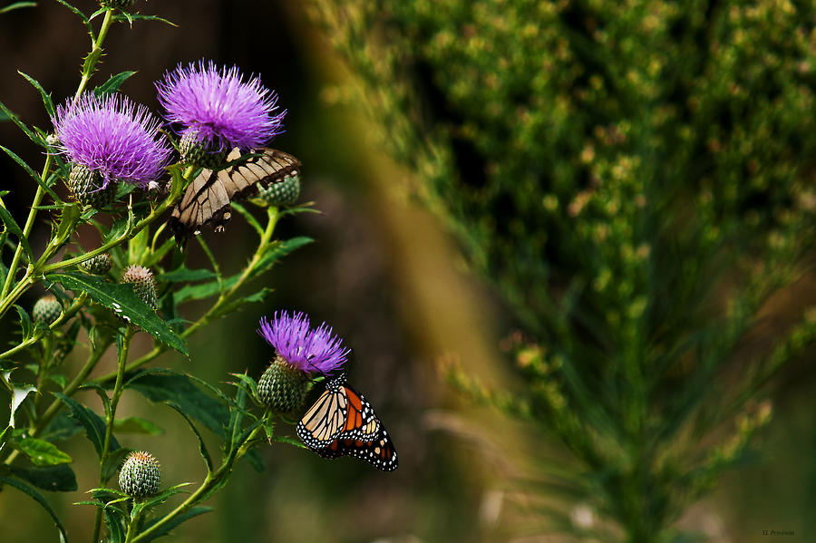 Thistle and Butterflies Photograph by Ed Peterson
