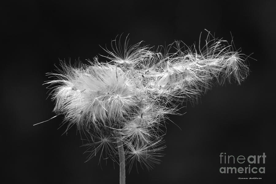 Thistle and the wind BW Photograph by Tannis  Baldwin