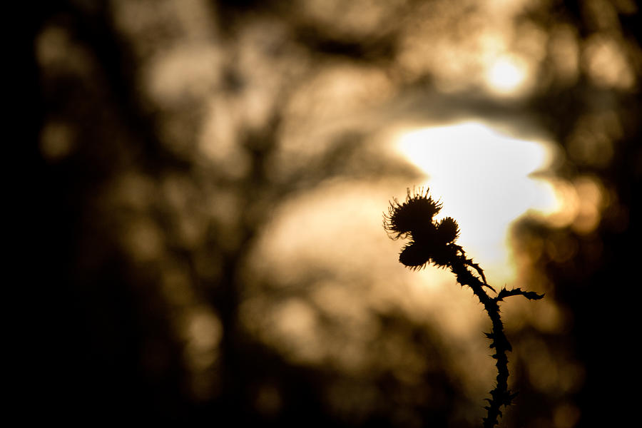 Tree Photograph - Thistle and Weeds by Justin Albrecht