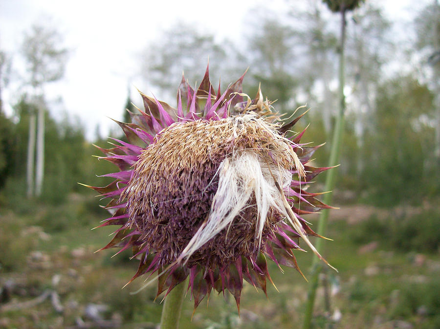 Thistle B Walrus Photograph By FeVa Fotos | Fine Art America