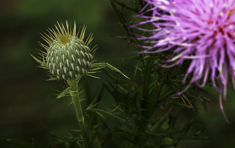 Thistle Bud and Blooms Photograph by Grant Groberg