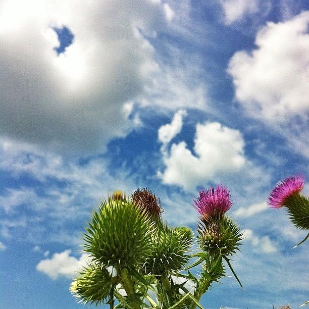 Nature Photograph - Thistle by Cassie OToole