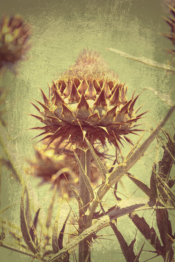 Artichoke Photograph - Thistle Do 1 by Amy Neal