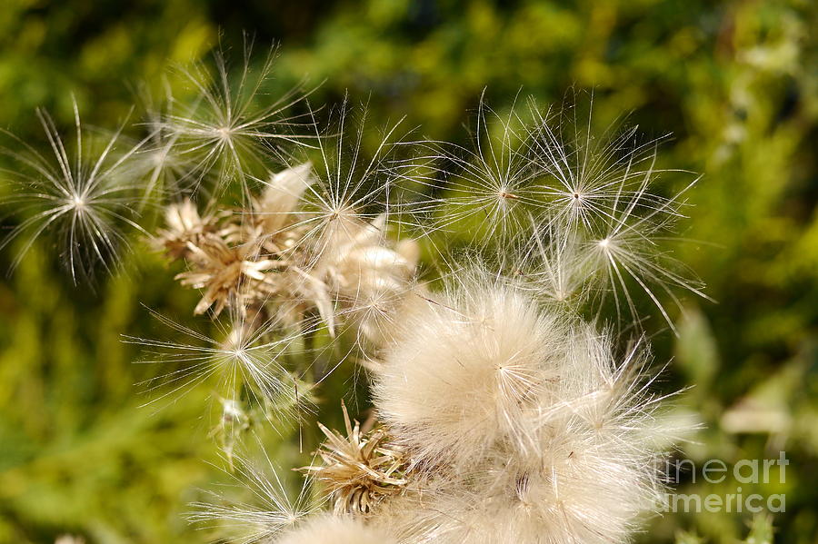 Nature Photograph - Thistle Down by John Chatterley