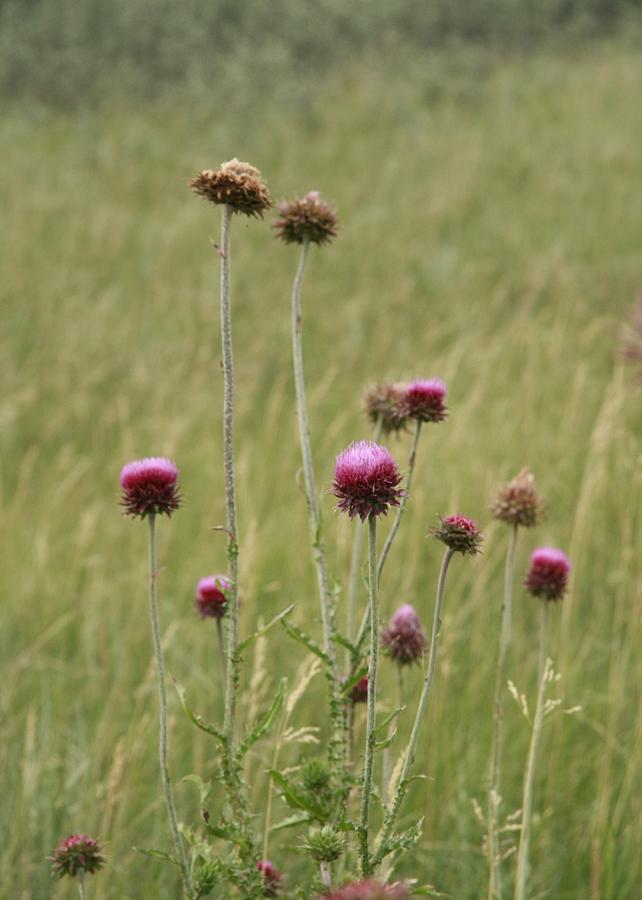 Thistle Photograph by Ellery Russell