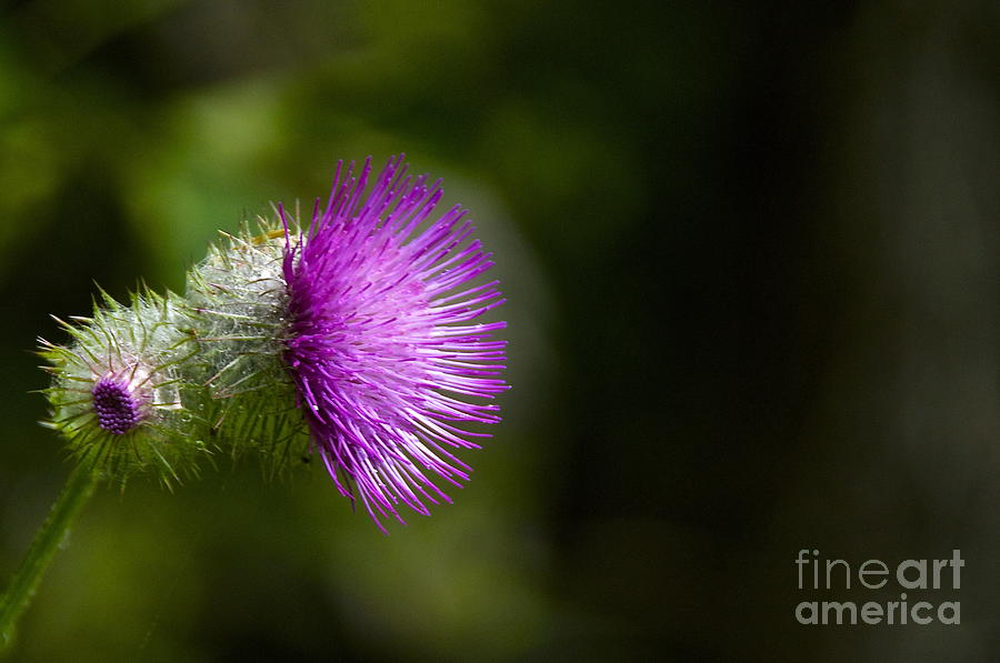 Thistle Flower Photograph by Sean Griffin