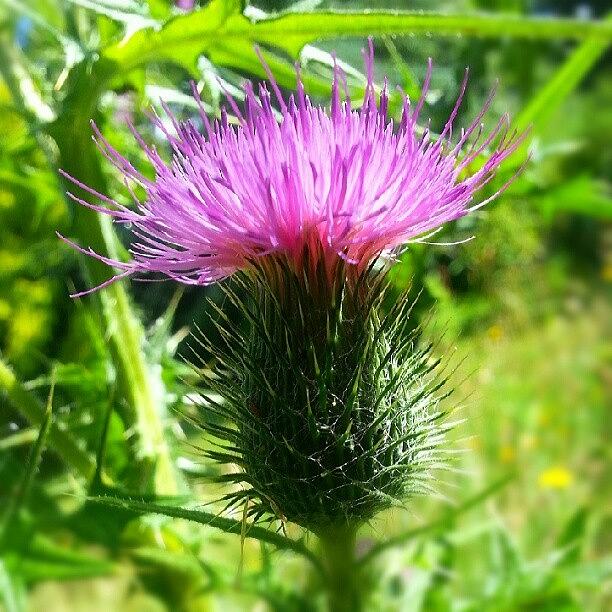 Nature Photograph - Thistle #flowers #nature #igdaily by Kelly Love