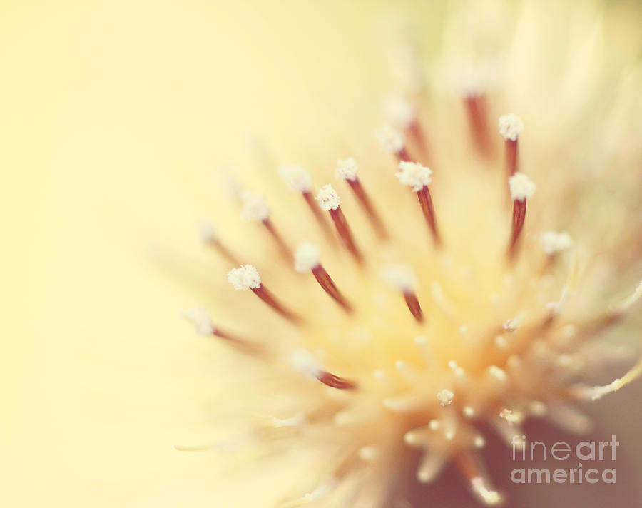 Nature Photograph - Thistle Go Pop by Beth Engel
