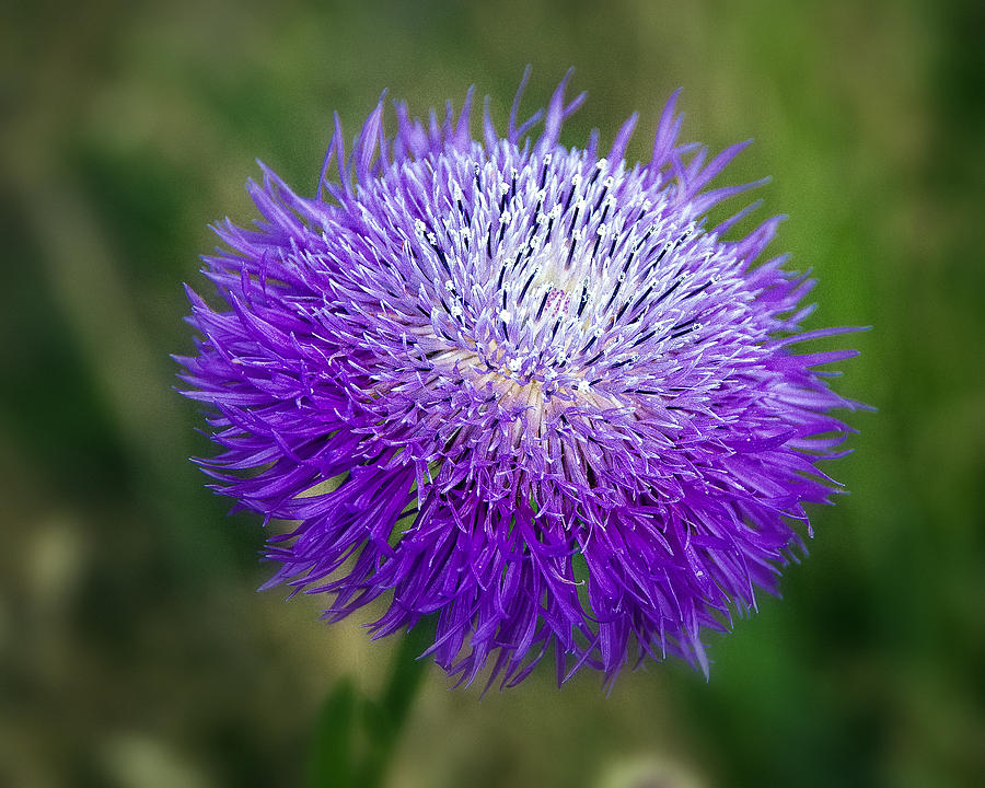 Flowers Still Life Photograph - Thistle I by Tamyra Ayles