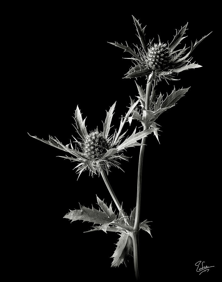 Thistle in Black and Whtie Photograph by Endre Balogh