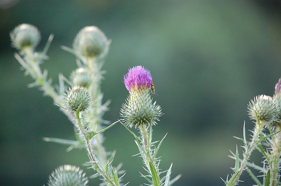 Thistle Photograph by Mary McAvoy