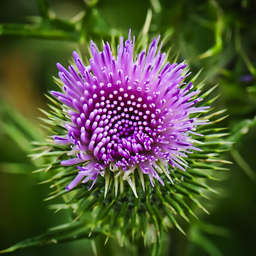 Flower Photograph - Thistle Number Two by Michael Putnam