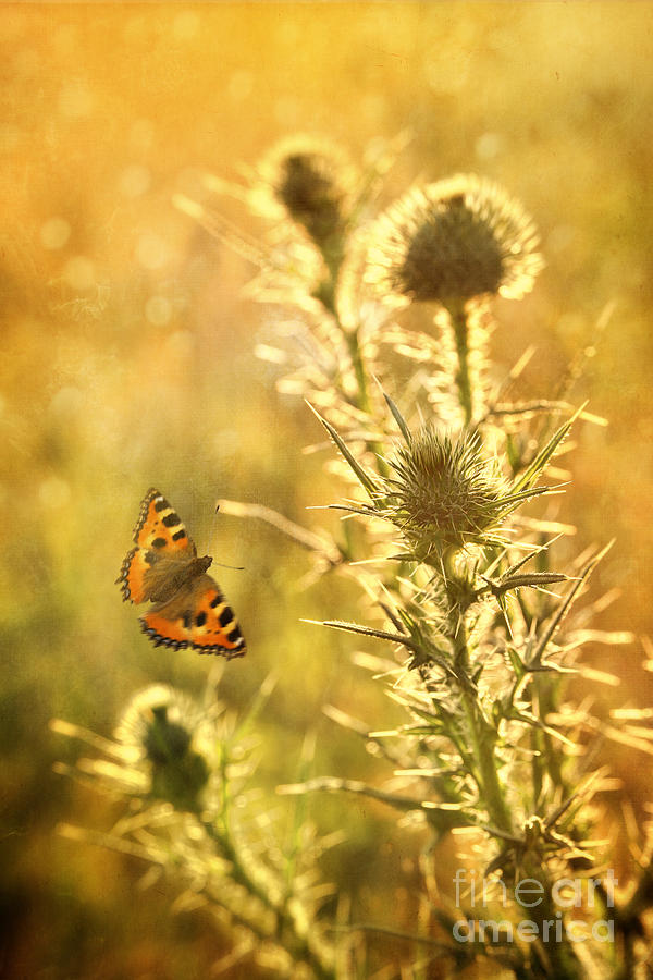 Thistle plant and butterfly with golden glow of sunset Photograph by Sandra Cunningham