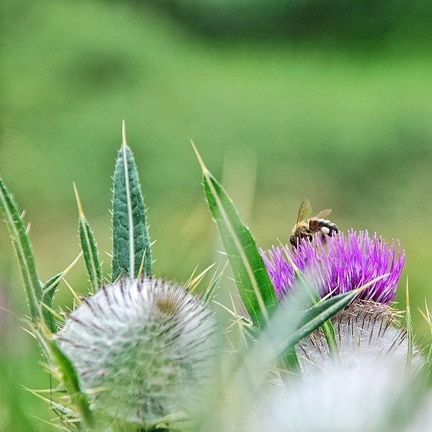 Nature Photograph - #thistle #plant #plants #green #leaf by Val Lao