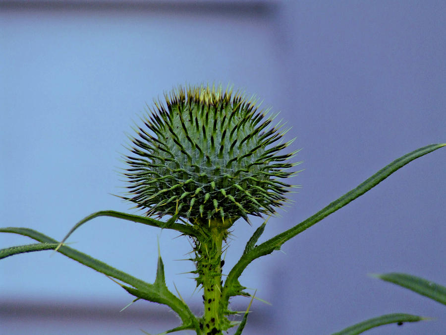 Thistle Photograph by Richard Gregurich