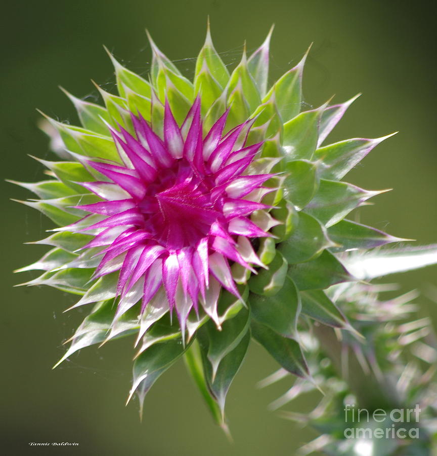 Thistle  Photograph by Tannis  Baldwin