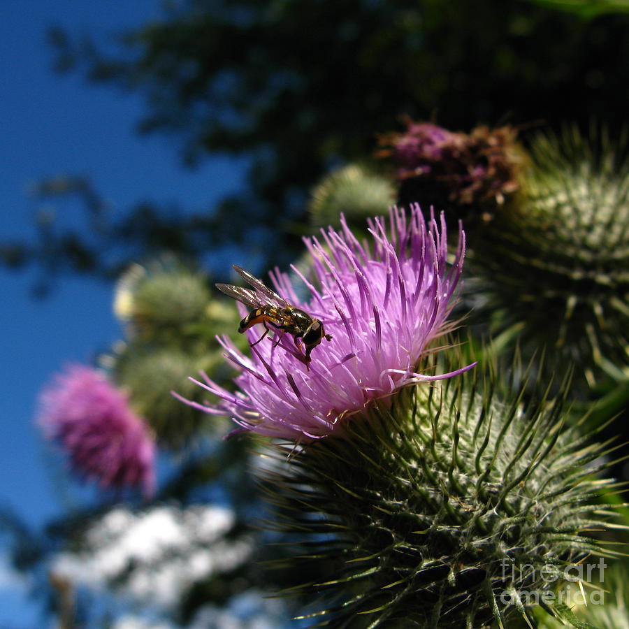 Nature Photograph - Thistle with Hoverfly by John Chatterley