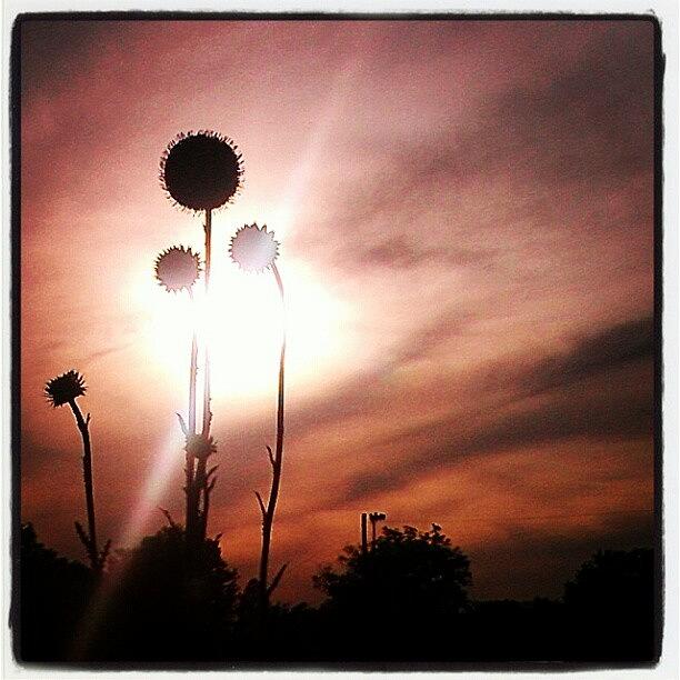 Sunset Photograph - Thistles At Sunset. #martinsville by Tosha Daugherty