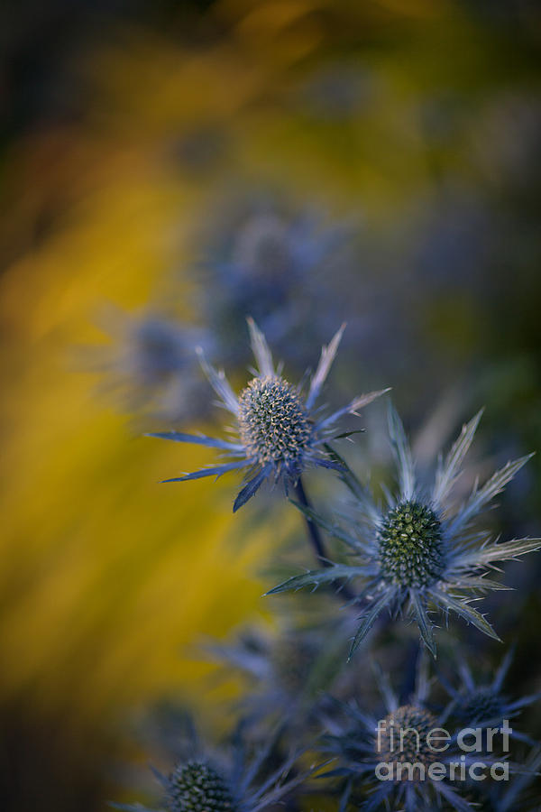 Thistles Photograph - Thistles Motion by Mike Reid