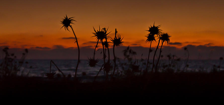 Sunset Photograph - Thistles Silhouette by Nadya Ost